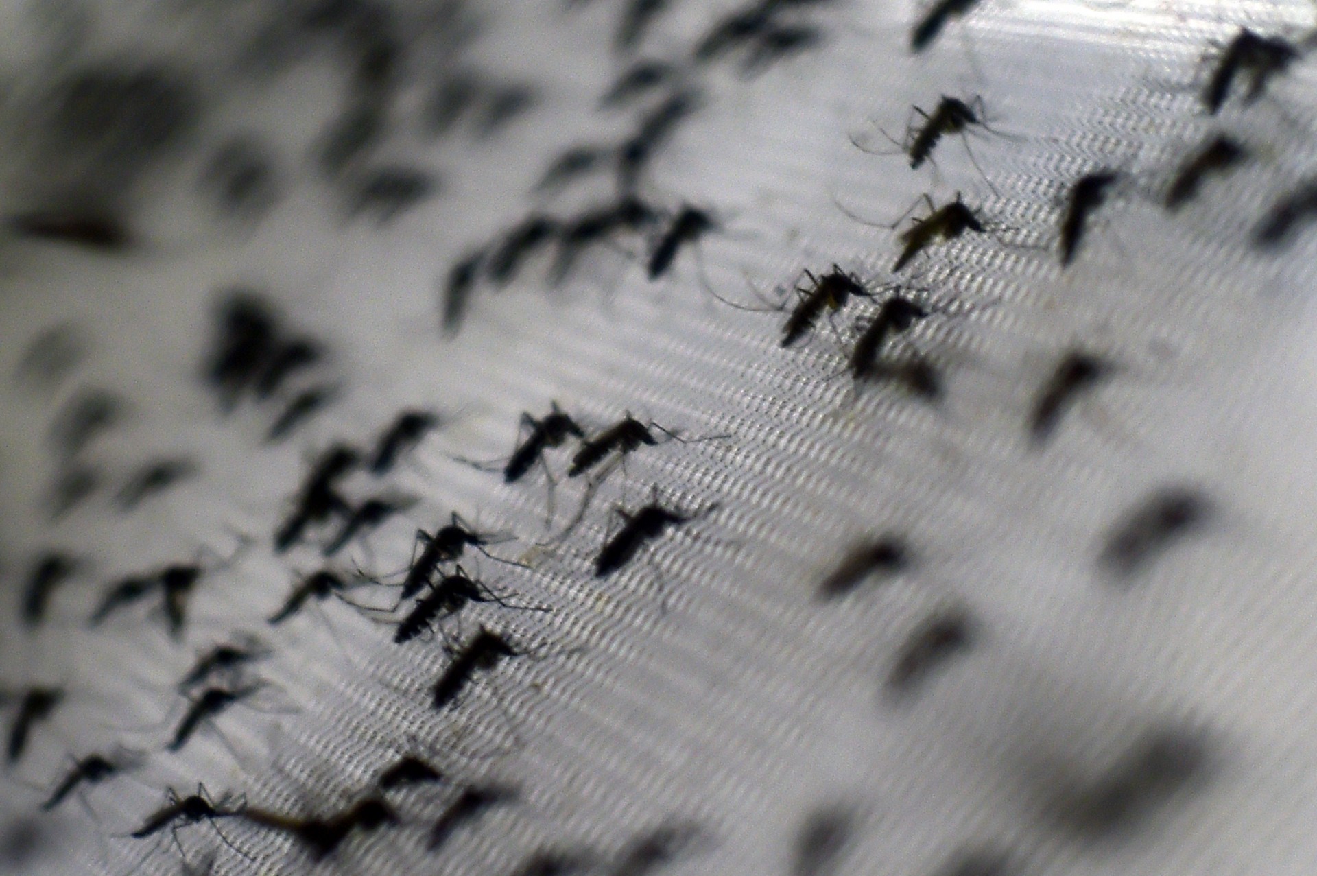 Zika vírus: saiba o que é um arbovírus