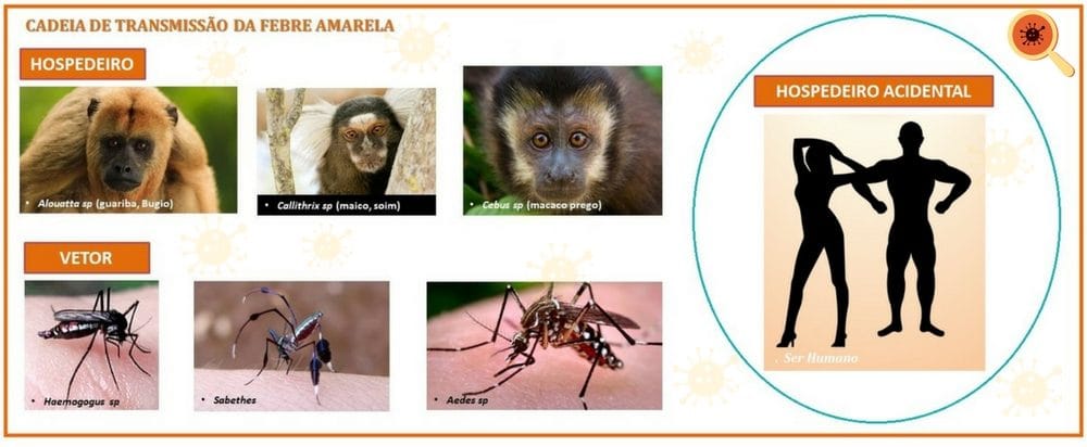 O macaco nos protege contra a Febre Amarela