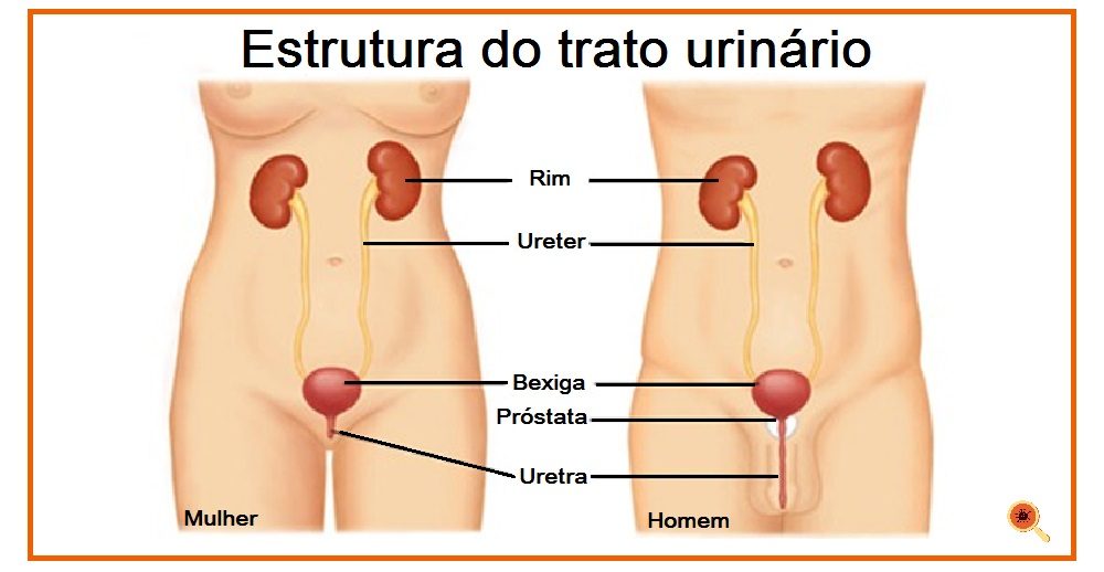 estrutura-do-trato-urinario