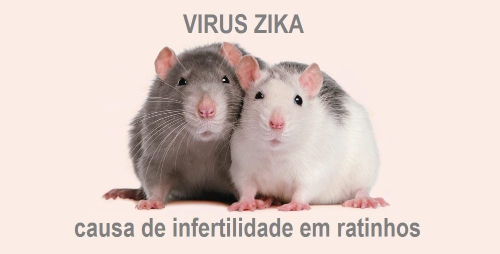 Vírus zika pode Causar Infertilidade em Homens?