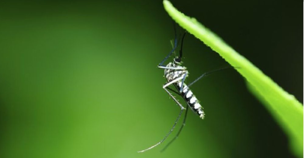 Dengue aumenta risco de Zika Grave