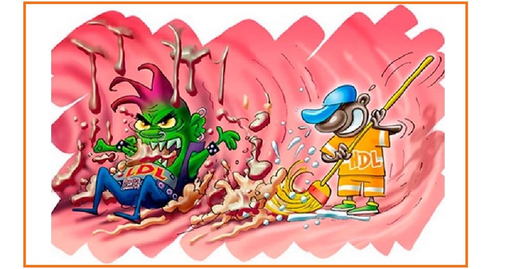 tipos de colesterol - HIV aumenta risco de doenças cardiovasculares