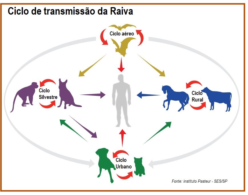 Raiva no brasil ilysam. CDC Rabies. CDC Rabies transmission. Ciclo Production leche. Raiva no Brasil.