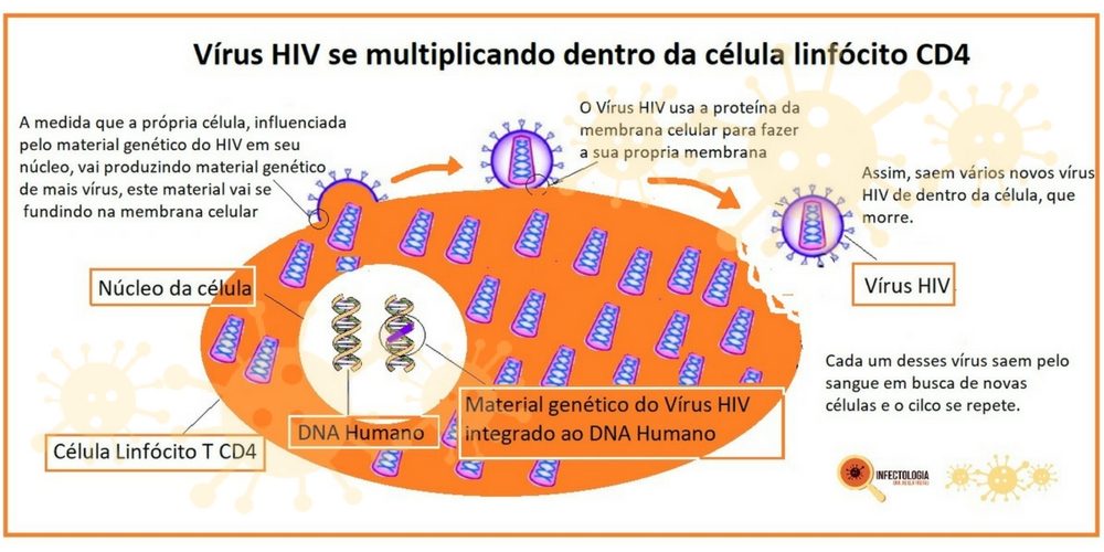 Como o vírus HIV age no organismo humano