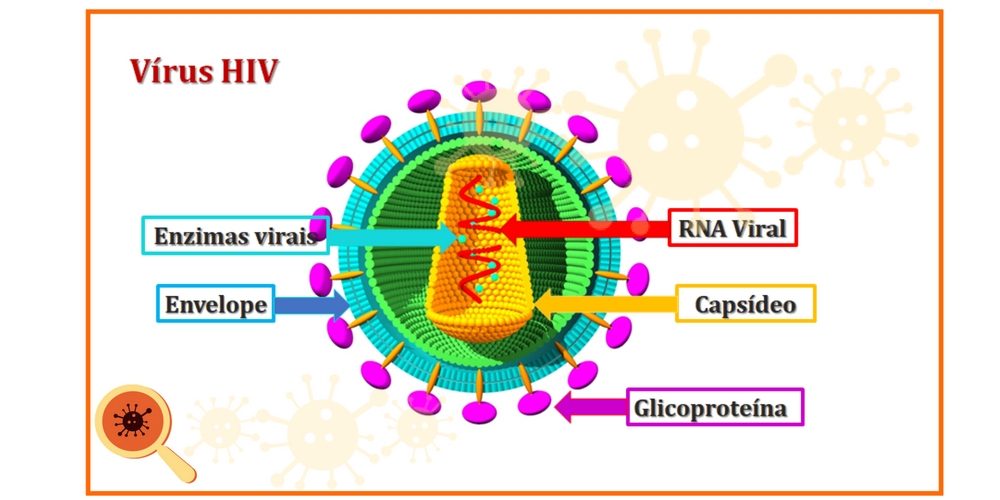 Como o vírus HIV age no organismo humano