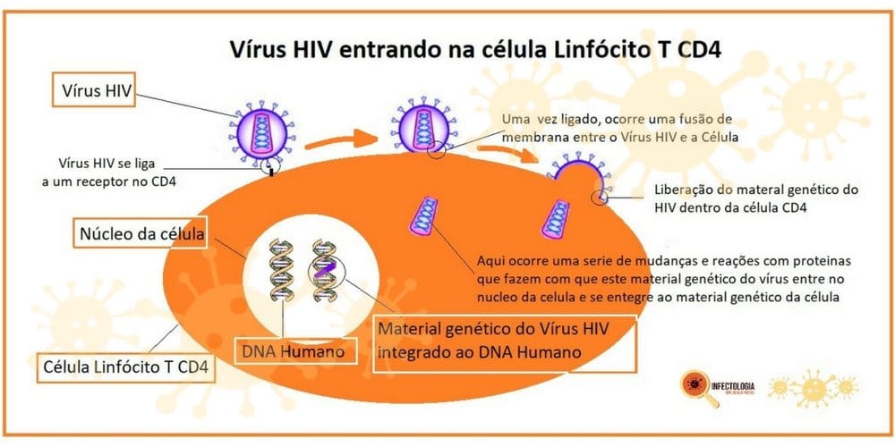 Como o vírus HIV age no organismo humano