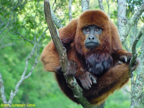 O macaco nos protege contra a Febre Amarela