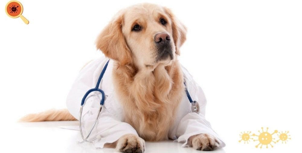 Animais em instituições de saúde