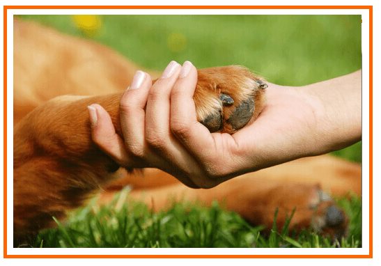 Animais em instituições de saúde