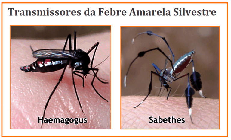 Febre Amarela - prevenção