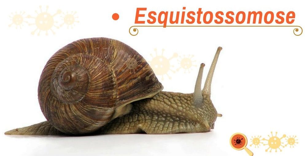 Infectologista - Esquistossomose: Conheça Infectologista - Esquistossomose: Conheça