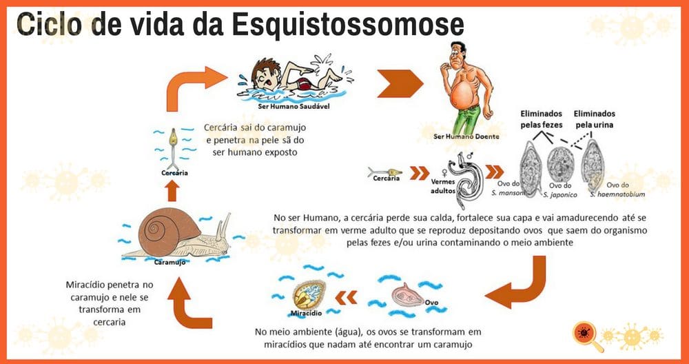 Esquistossomose: Conheça