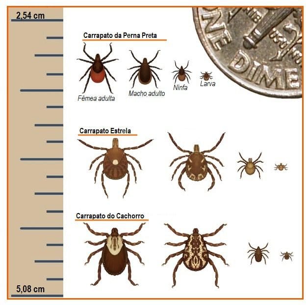 Doença do carrapato: a picada que mata rápido
