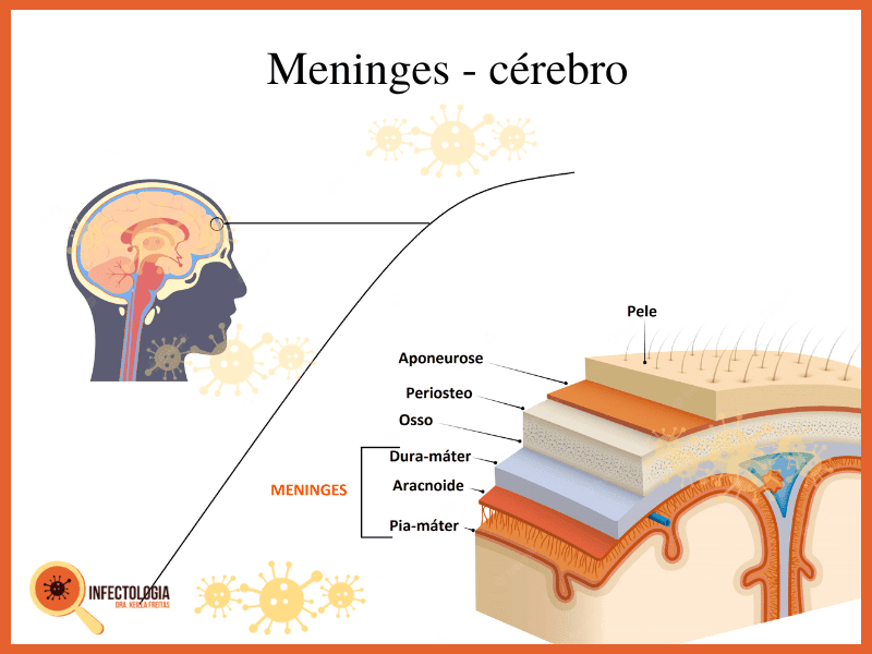 Você sabe o que é evolução? SEI! 