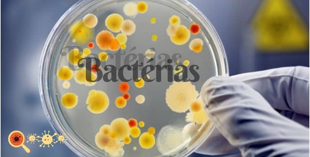 O que são bactérias