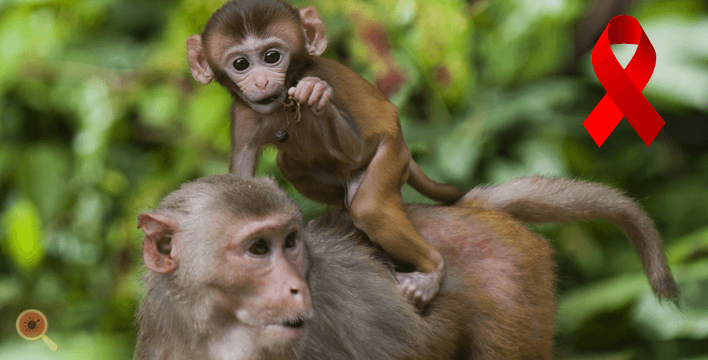 Vacina contra HIV em Macacos: Resultados Promissores