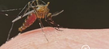 Doenças Transmitidas por Mosquitos